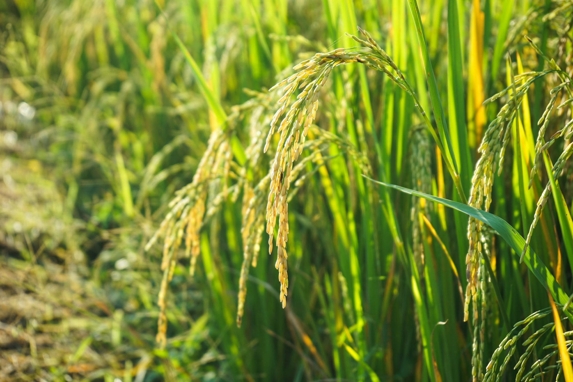 close up ear of rice in paddy field or rice field